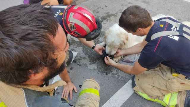 La Policía Local de Terrassa y los Bombers con el perro / POLICIA DE TERRASSA