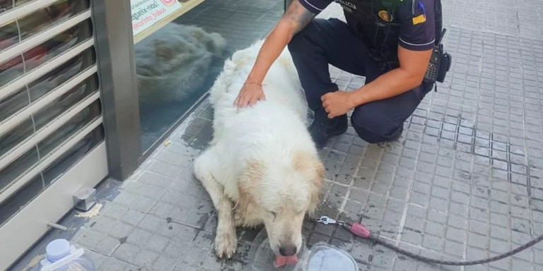Un policía local de Terrassa con el perro / POLICIA TERRASSA