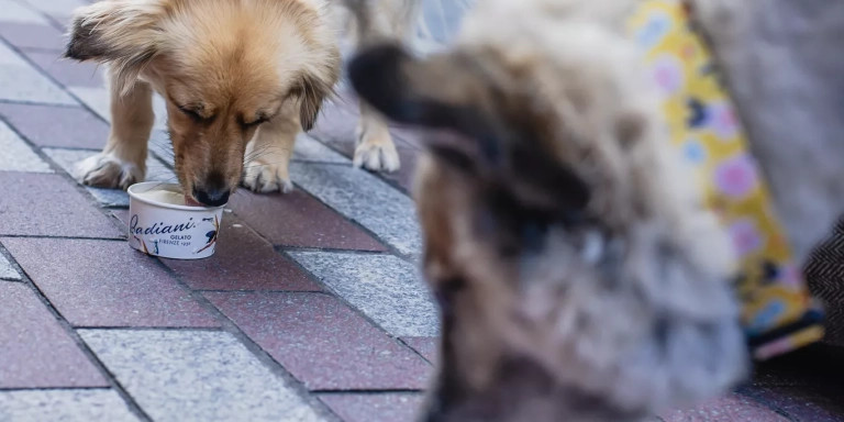 Dos perros comiendo un Dog Gelato / CEDIDA