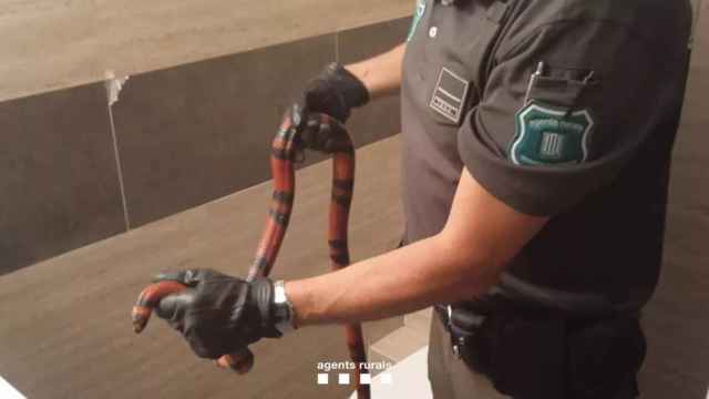 Encuentran una serpiente en Terrassa / AGENTS RURALS