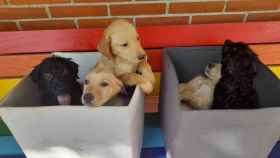 Los cinco cachorros abandonados en el río Besòs / POLICÍA LOCAL SANTA COLOMA