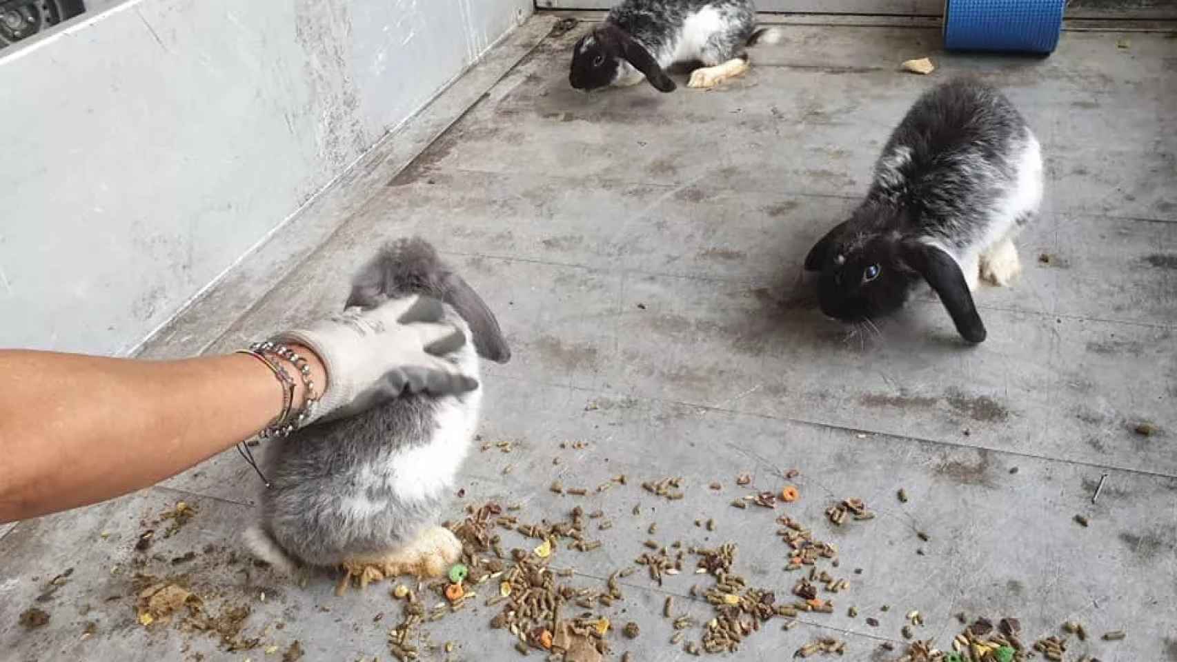 Los conejos abandonados en una jaula en Sant Adrià / FACEBOOK