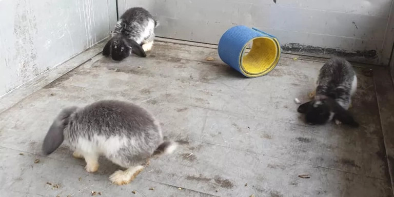 Los conejos abandonados en una jaula en Sant Adrià / FACEBOOK