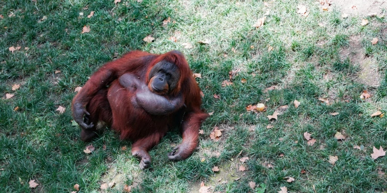 Un orangutan en el Zoo de Barcelona / LUIS MIGUEL AÑÓN
