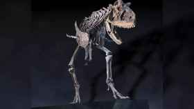 Recreación del Carnotaurus de la exposición 'Dinosaures de la Patagònia' / COSMOCAIXA