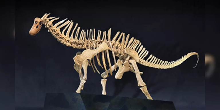 Réplica del Amargasaurus de la exposición 'Dinosaures de la Patagònia' / COSMOCAIXA