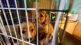 Perros en una jaula para ser vendidos en una imagen de archivo / ARCHIVO