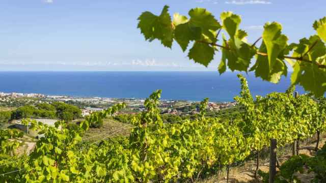 Vistas del mar desde Alella / SHUTTERSTOCK