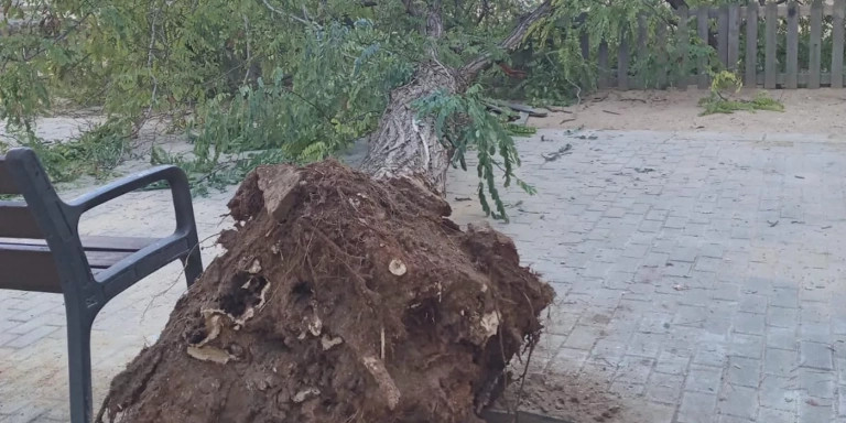 Cae un árbol de grandes dimensiones en un parque infantil del barrio del Clot en Barcelona / Twitter