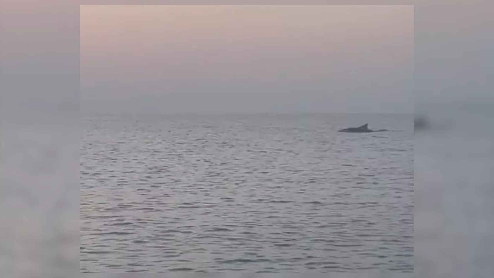 Un delfín nada en la playa de Badalona / ESPAI MAR