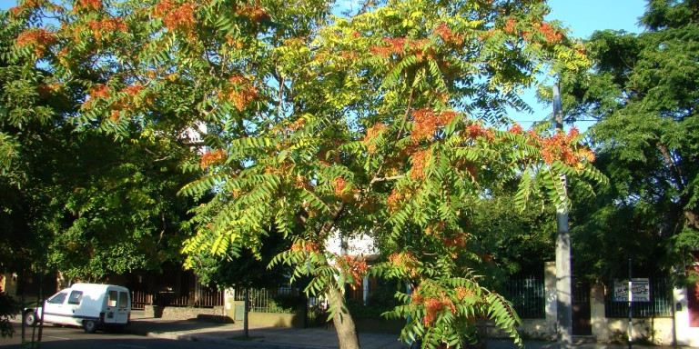 Árbol del ailanto (Ailanthus altissima), que domina la vertiente nordeste de la montaña de Montjuïc / IBB
