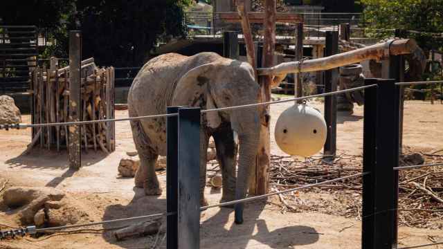 La elefanta Susi en el Zoo de Barcelona / SERGIO CASTILLEJO