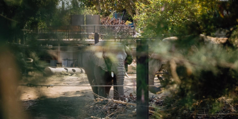 La elefanta Susi en el Zoo de Barcelona / SERGIO CASTILLEJO