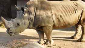 Pedro, el único rinoceronte del Zoo de Barcelona que falleció recientemente