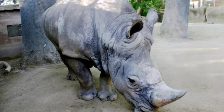 Pedro, el único rinoceronte del Zoo de Barcelona / ZOO