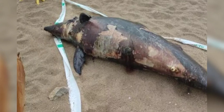 Delfín muerto en la playa de Castelldefels / @MELONIBA
