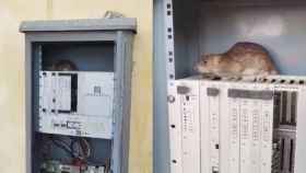 La rata descubierta comiéndose los cables de los semáforos en La Mina / RRSS