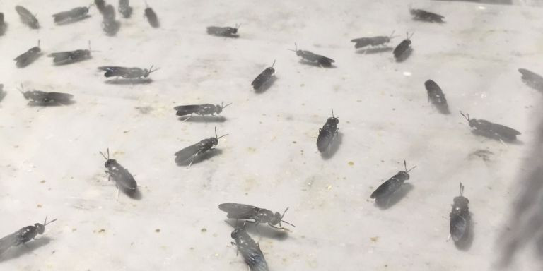 Ejemplares de mosca negra en EcoInsect Sustainable Farming / METRÓPOLI