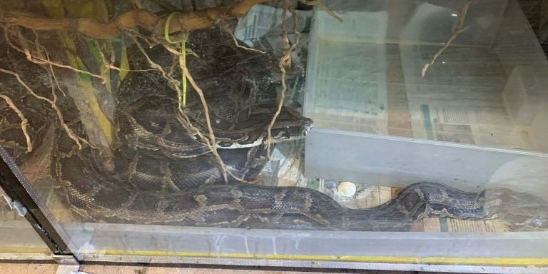 Dos de las serpientes en condiciones precarias en la narconave de Badalona / MOSSOS D'ESQUADRA