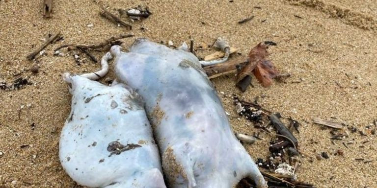 Fotografía de varios cadáveres de ratas muertas en una playa accesible de Barcelona / TWITTER