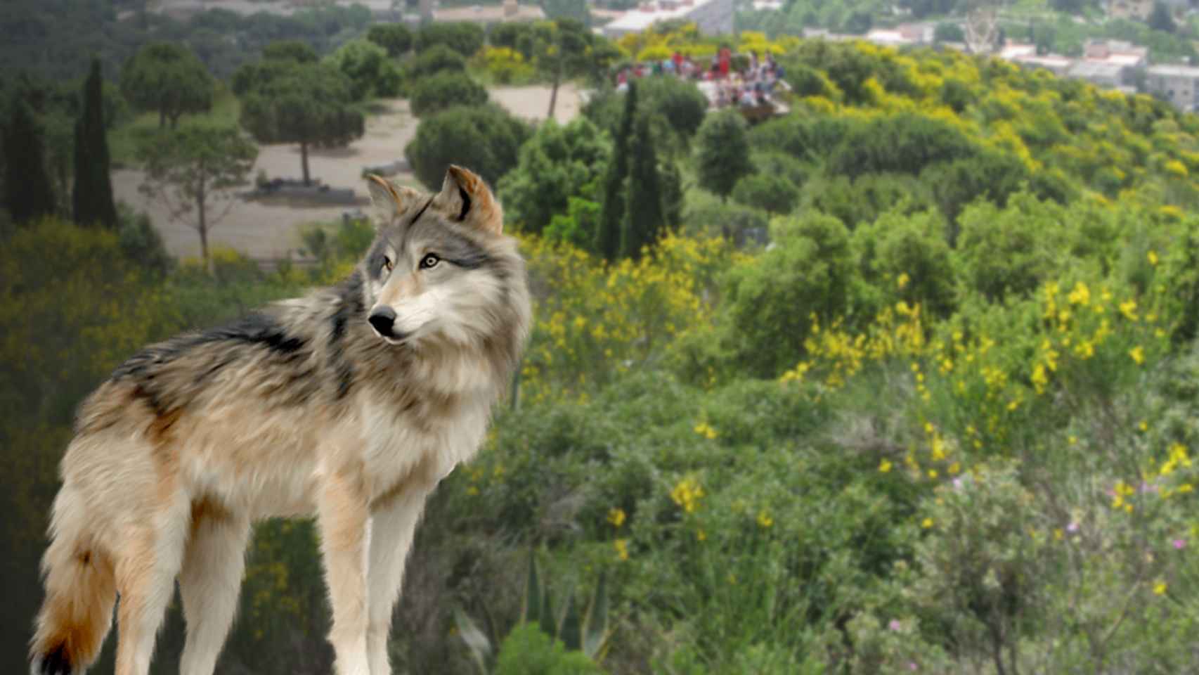 Fotomontaje de un ejemplar de lobo sobre la Serralada de Marina en Santa Coloma