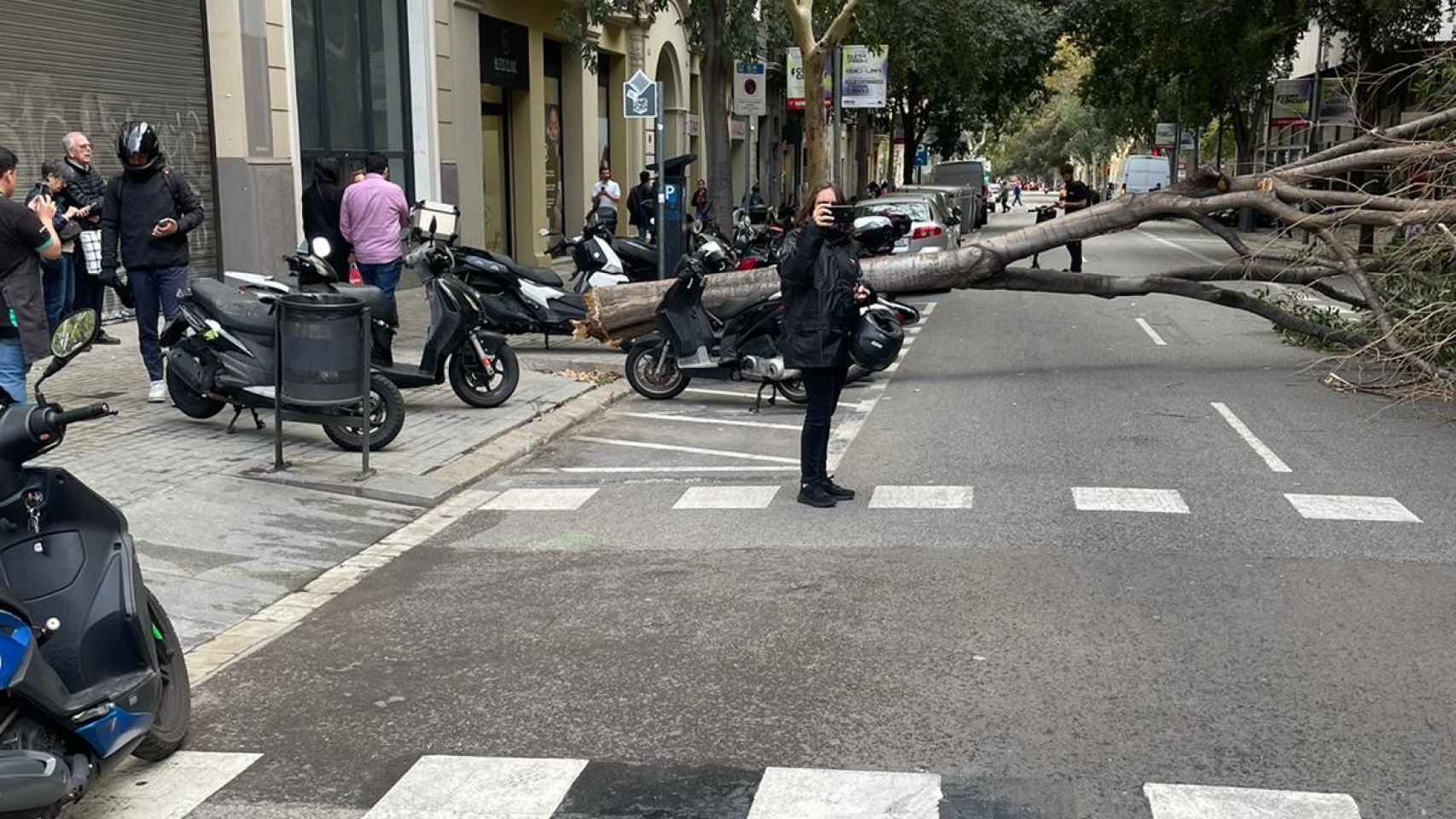 Un árbol cae encima de un taxi en Barcelona