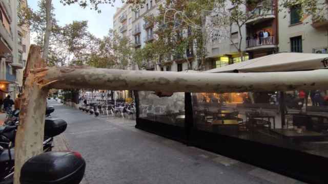 La caída de un árbol destroza la terraza de un restaurante en el Eixample