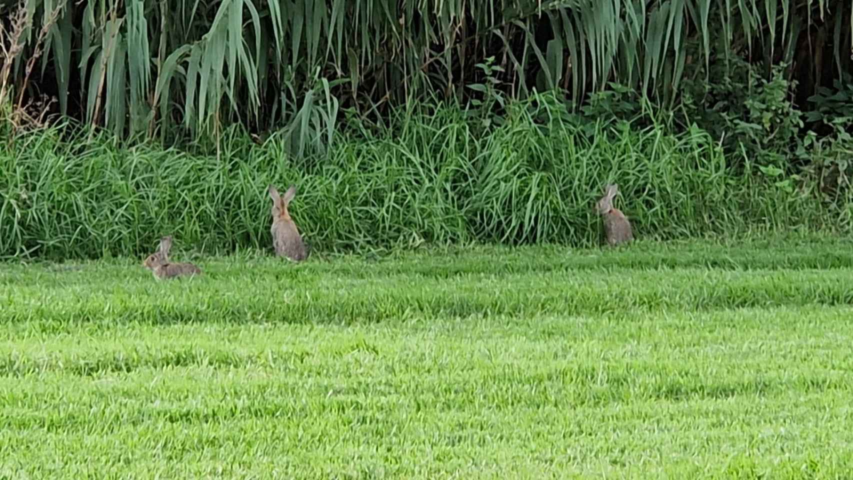 Se dispara la población de conejos a falta de inundaciones en el río Besòs