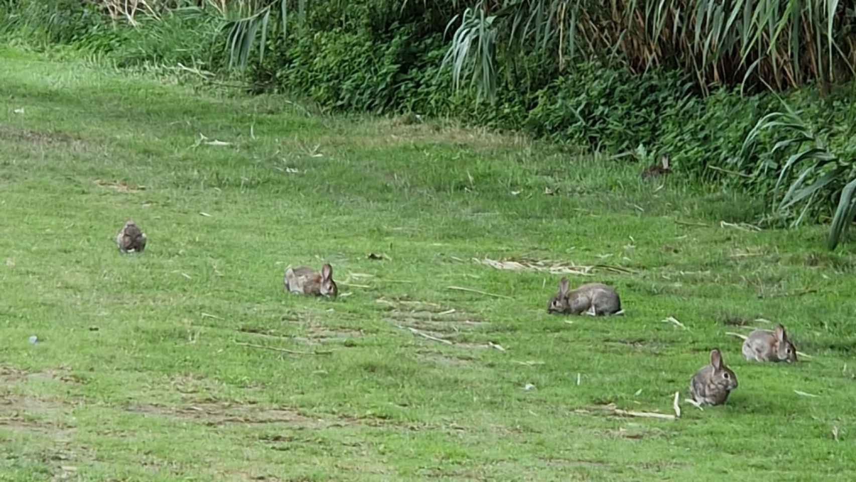 Conejos en el río Besòs