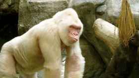 Copito de Nieve, el único gorila albino del mundo, en el Zoo de Barcelona